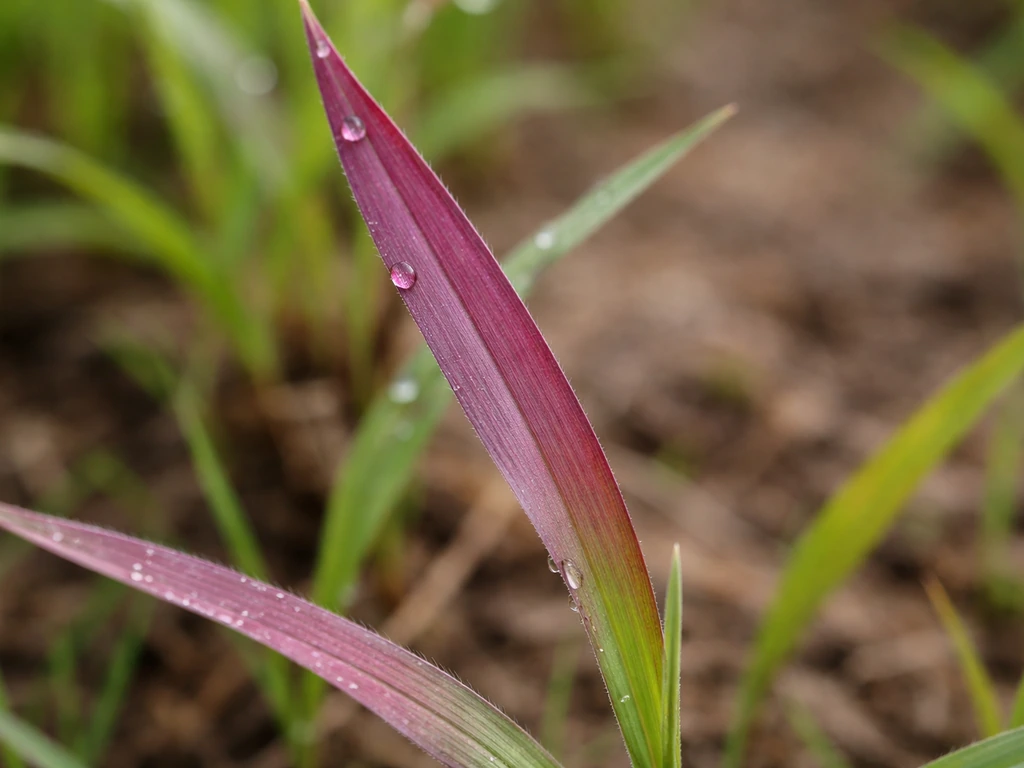 Macro van rood-roodpaars glad vingergras met smalle bladeren en weinig beharing, op de bodem in het groen.